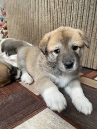 Продаются щенки-метисы пиренейской горной собаки