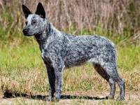 Австралийская пастушья собака (голубой хилер)