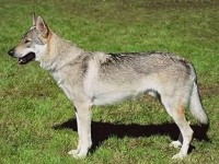 Сарлосская волчья собака