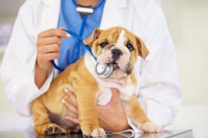 Забота о здоровье собаки