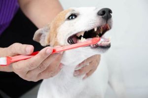 Как почистить зубы собаке, не прибегая к услугам ветеринарных клиник