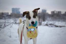 Метис
