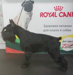 Черный шнауцер
