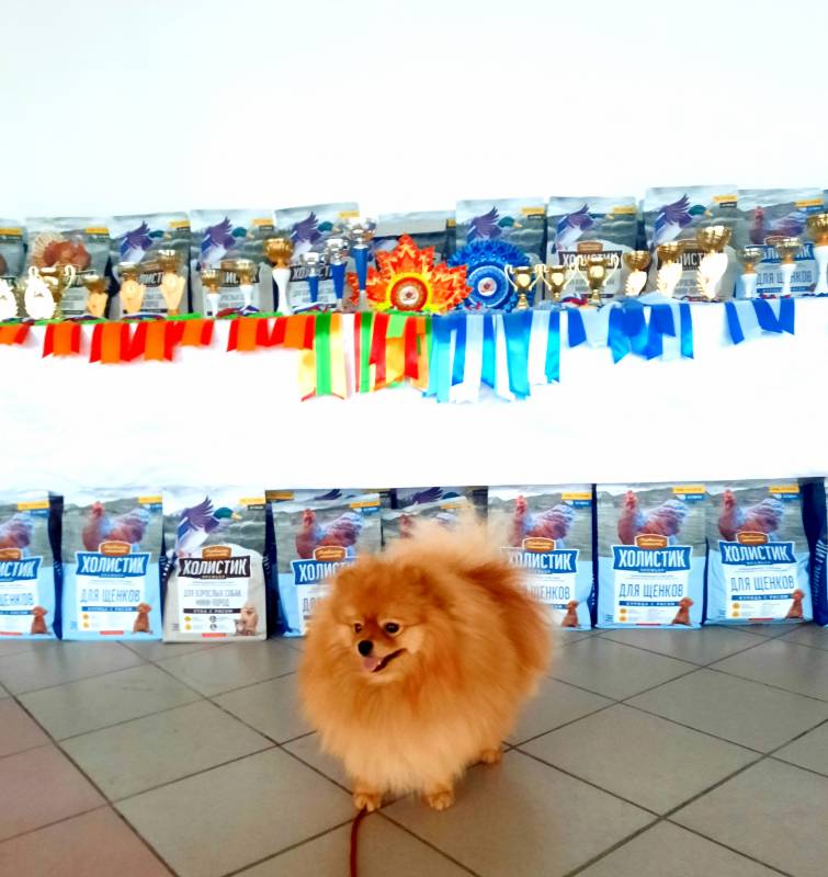 Немецкий малый шпиц 