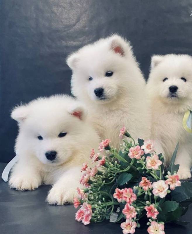Щенки Самоеда Продам
