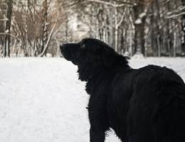 Спокойный мишка