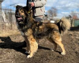Настоящий король-пёс ищет дом