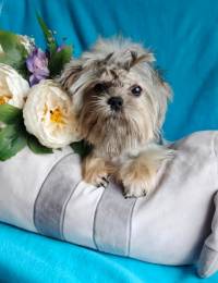 Shorkie