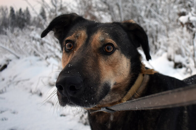 Собака Бара ждёт любящих хозяев.