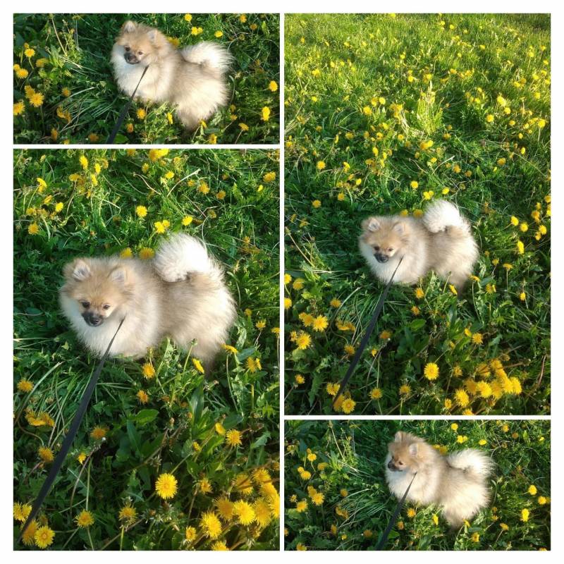 Немецкий/померанский шпиц в лисьем типе