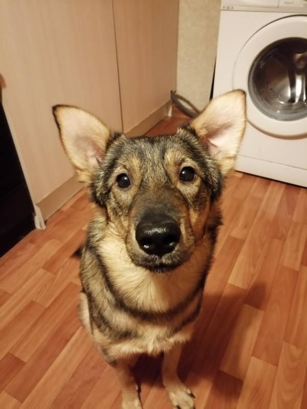 Рыжий ищет дом!