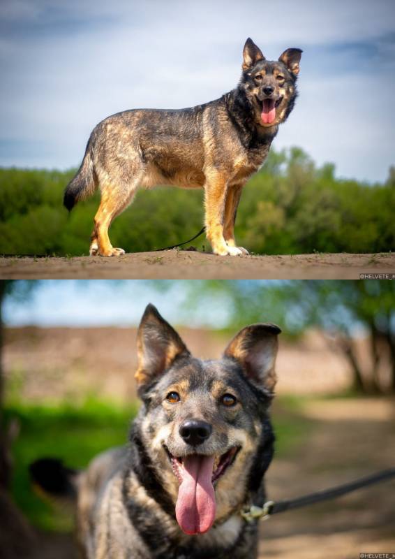 пёс ШАЛФЕЙ даром