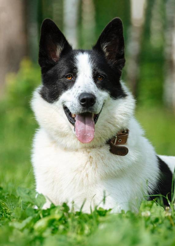 шикарная собака по имени Белка ждет хозяина