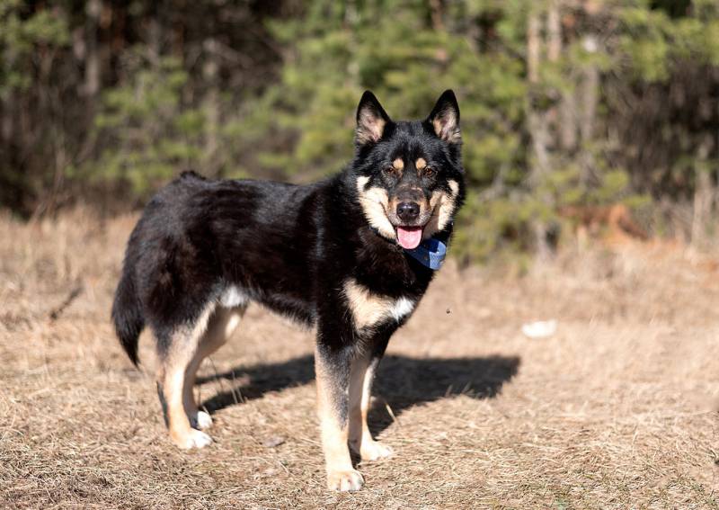 Лайка Джейсон очень хочет домой