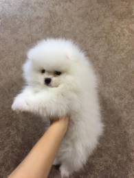 Щеночки шпица