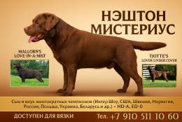 Лабрадор ретривер — кобель на вязку