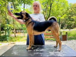 Большой друг котов и просто душевный пёс ищет дом
