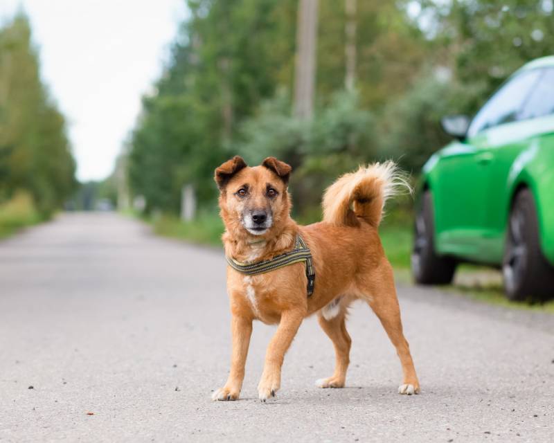 Маленький хорошенький пёс