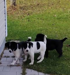 Щенки-девочки в добрые руки