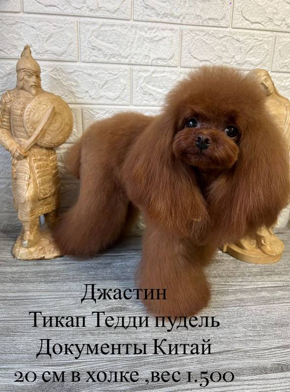 Пудель тикап Тедди 