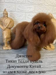 Пудель тикап Тедди 