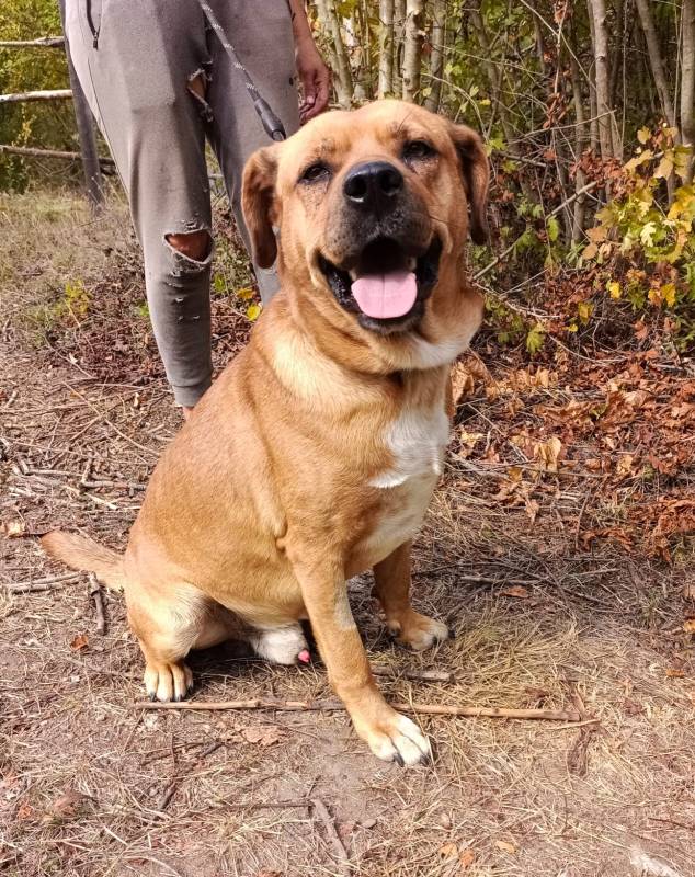 Брутальный пёс крепыш Бутч в добрые руки. 