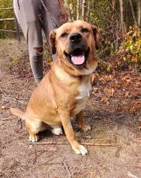 Брутальный пёс крепыш Бутч в добрые руки. 