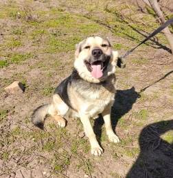 Мега-ласковый пёс Арчи в добрые руки