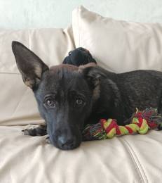 Весёлый и озорной щенок Марик в добрые руки