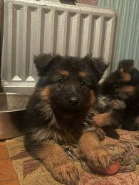 Немецкая овчарка щенки