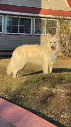 Вязка Белая Швейцарская Овчарка (БШО)