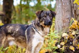 Добрый, адекватный пёс, друг кошек