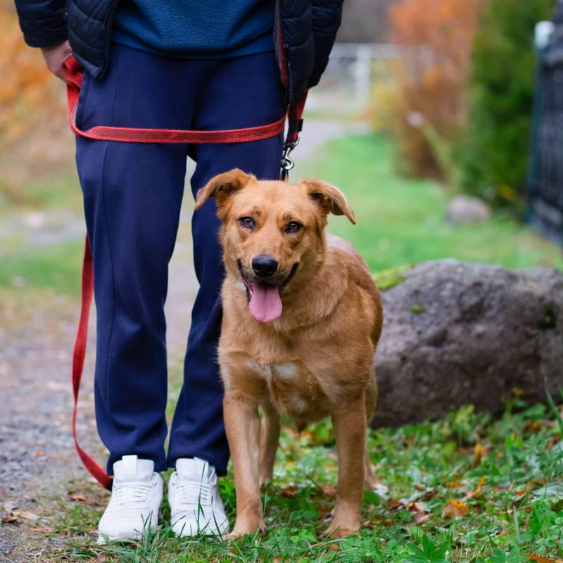 Мягкая и послушная молодая собака ищет дом