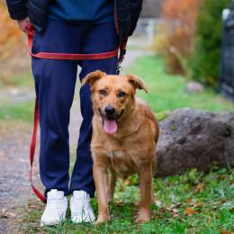 Мягкая и послушная молодая собака ищет дом