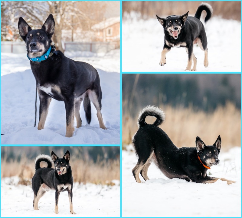 пёс Мэйсон даром