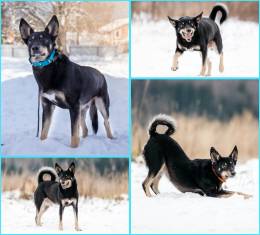 пёс Мэйсон даром