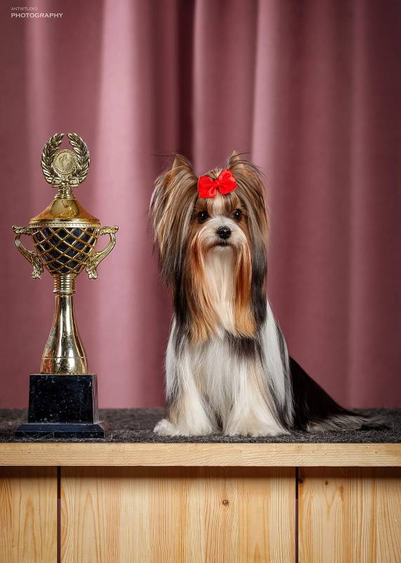 Вязка бивер