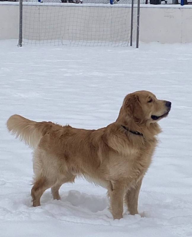 золотистый ретривер вязка