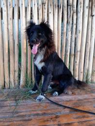 Собака-улыбака Граф ищет дом (3 года)