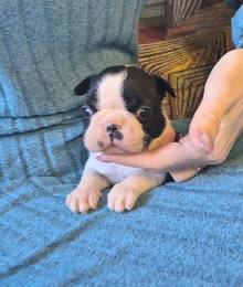 Щенок бостон терьера 