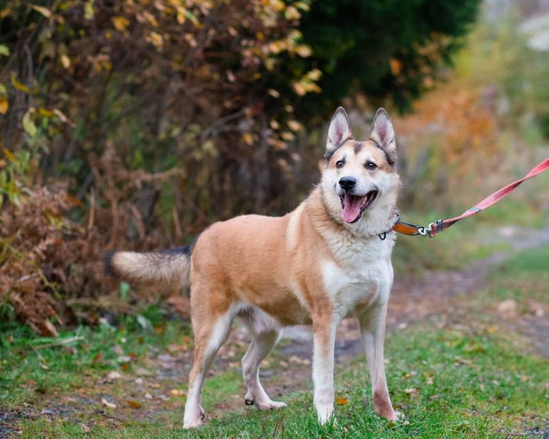 Красивый активный пёс Маффин ищет дом