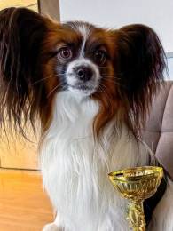 Папийон вязка