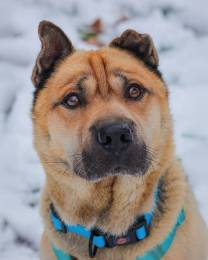 Мини шарпей