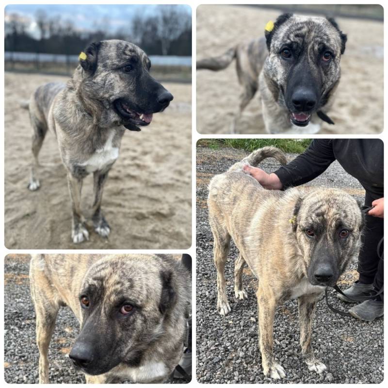 пёс Булат даром