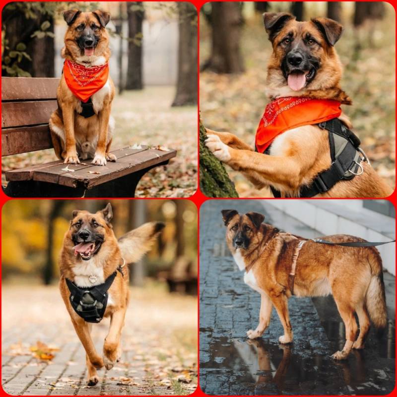 пёс МАРТИ даром