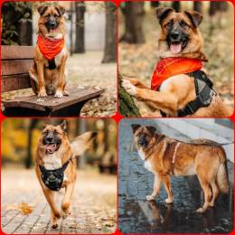 пёс МАРТИ даром