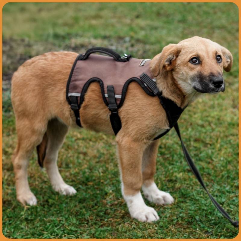 щенок АЛИСА даром