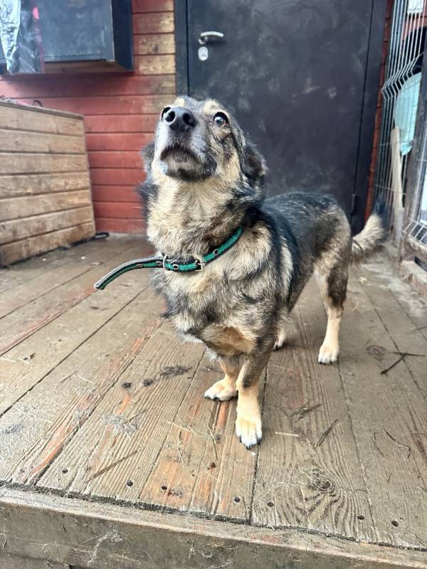 Маленький собачонок, совсем крошка на коротких лапках