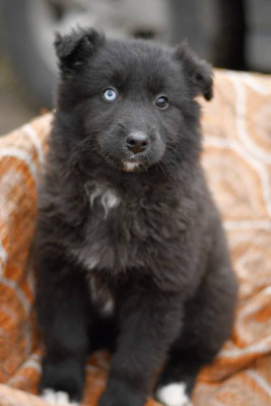 щенки в добрые руки