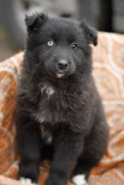 щенки в добрые руки